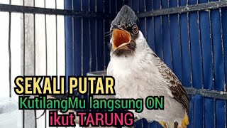 Suara Burung Kutilang Gacor ASLI Tanpa isian, Ampuh untuk Pikat Kutilang bikin kutilang Ribut TARUNG