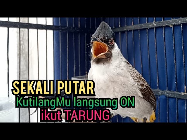 Suara Burung Kutilang Gacor ASLI Tanpa isian, Ampuh untuk Pikat Kutilang bikin kutilang Ribut TARUNG class=