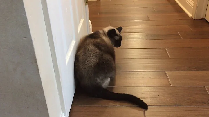 Watch the video about Loud Siamese meow 2