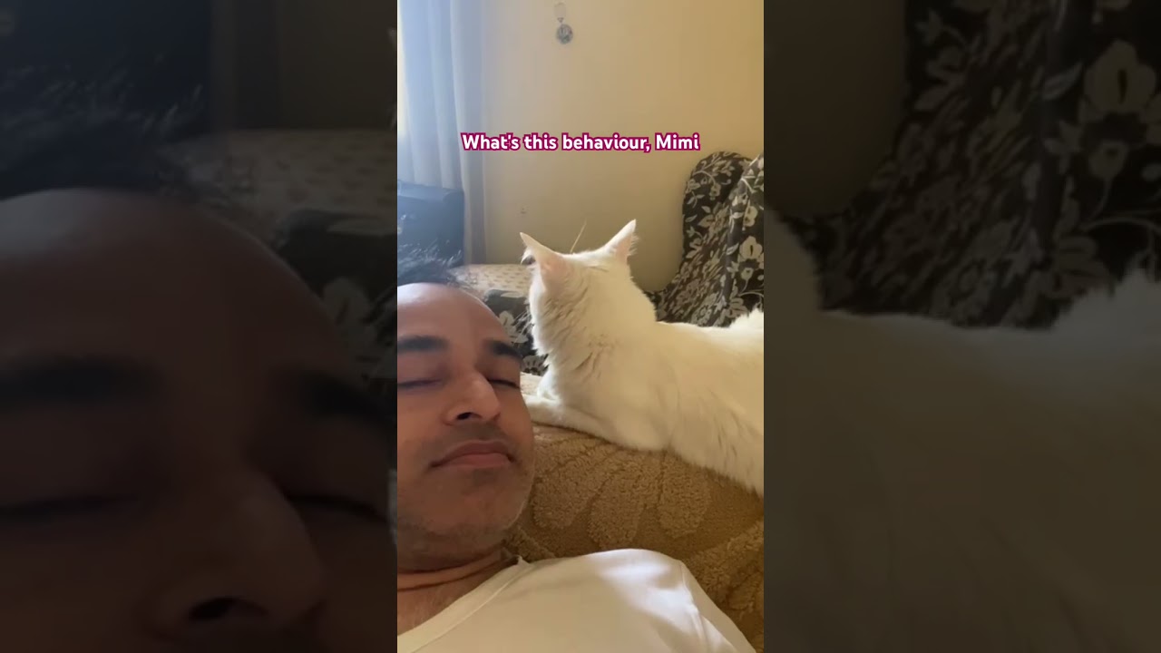 My house is arranged such a way that my cats can sit anywhere they want 😜