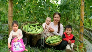Harvesting the giant melon garden and taking it to the market to sell - taking care of the piglets