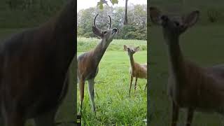 Large Body Buck And Doe Doing The Pw Stretch