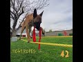 60 DOG TRICKS with Monkey