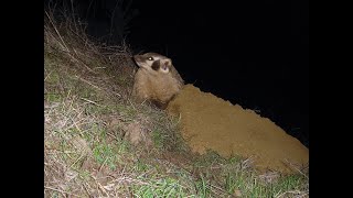 Studying the Secret Life of Badgers and Burrowing Owls - Habitat Research Update
