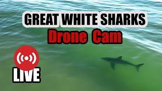 Great White Sharks LIVE  07-10-26