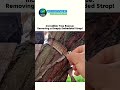 Incredible Tree Rescue: Removing a Deeply Embedded Strap ! 😭