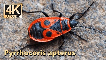 Firebug (Pyrrhocoris apterus) - part 1