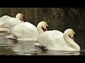 Swans Rotation Display - Filmed in Slow Motion at Tehidy Swan Lake