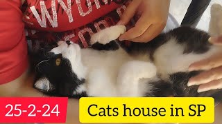 25-2-24 cat's house in SP by Desmond Lee 14 views 2 months ago 2 minutes, 27 seconds