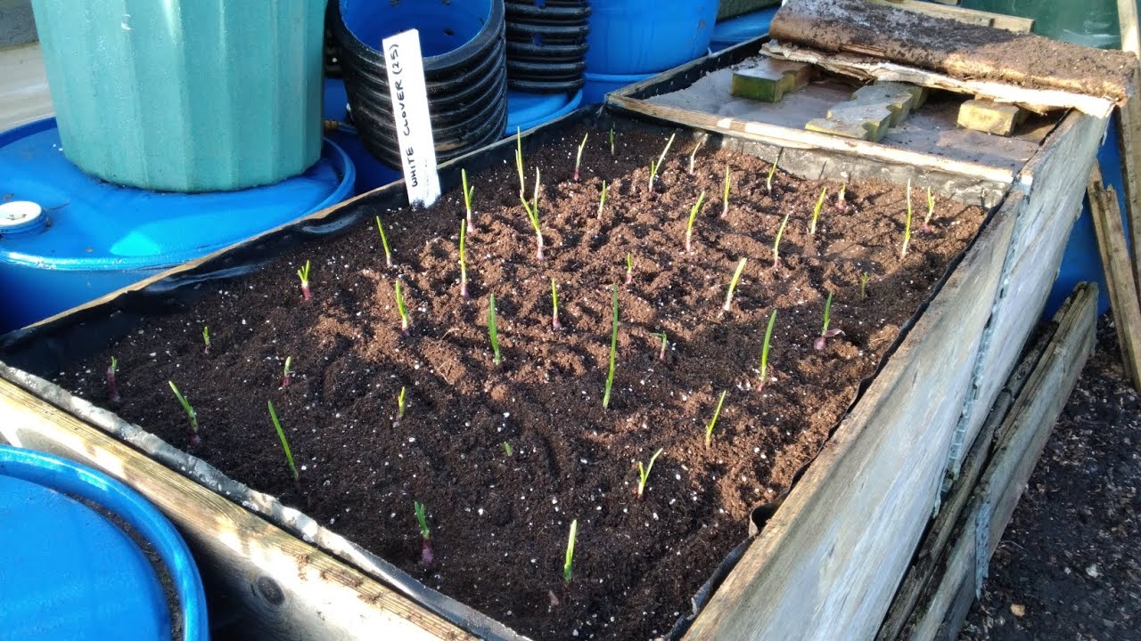 First Plantings & Sowings Going In On My Allotments 🧅 Onion Setts Started In Cells & Radish Seeds 