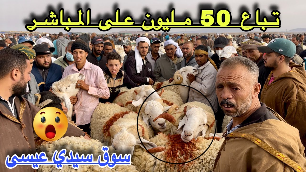 كباش 50 مليون تَهُزُ سوق سيدي عيسى و مواطنون يشتكون الغلاء الفاحش و سوق سيدي عيسى في حالة ركود 📌📌