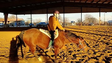 Riding lesson using a bareback pad. Riding exercises on the lunge line and turns on the haunches