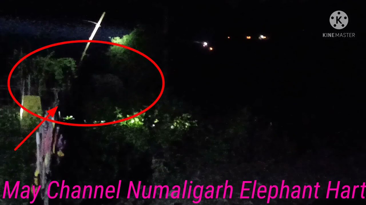 Golaghat Morongi Block TheElephants Trying To House Attack