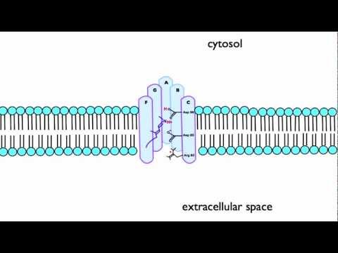 Halobacterium salinarium - the movie