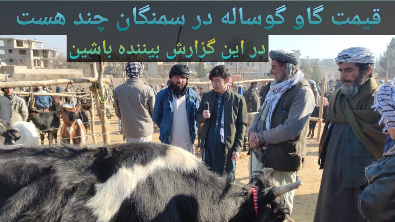 قیمت گاو گوساله در سمنگان چند هست | مالبازار سمنگان 