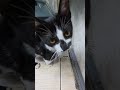 Kamera’ya pozlar #keşfet #cats #keşfetbeniöneçıkar