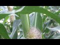 супер технология кукуруза стрип-тилл(пахать или не пахать)