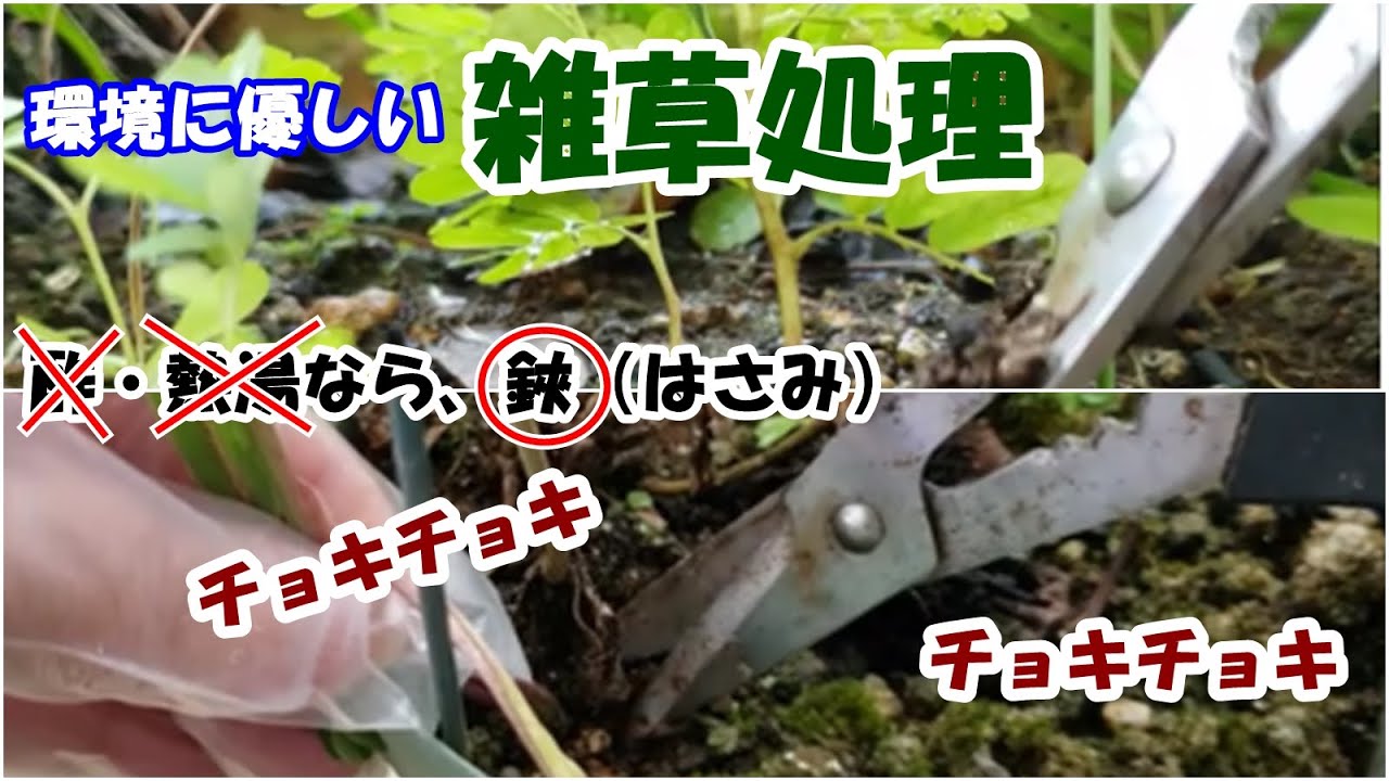 ????防草(雑草対策)の最高の方法を見つける実験(Best Way to Control Weeds with charcoal, coffee ,etc.) 珈琲カス・木炭・防草シート・腐葉土・バーク - YouTube ????防草(雑草対策)の最高の方法を見つける実験(Best Way to Control Weeds with charcoal, coffee ,etc.) 珈琲カス・木炭・防草シート・腐葉土・バーク - YouTube