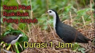 Suara Pikat Ruak-Ruak Paling Ampuh || Durasi 1 Jam