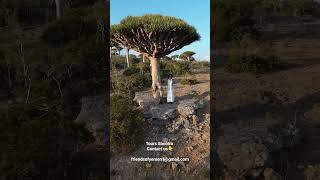 Tours Socotra #socotra #travel #tourism #tour #yemen #nature #travelblogger   جزيرة سقطرى #اليمن