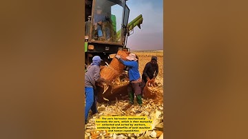 Manual Meets Machine: Corn Harvesting with Modern Harvesters