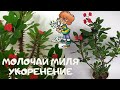 Как укоренить комнатное растение молочай  прекрасный .Эуфорбия Миля (Euphorbia speciosa).Часть 1-я