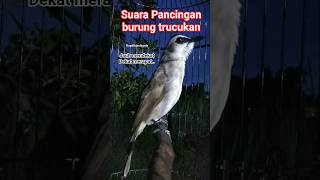 suara Pancingan burung trucukan. #suarapancingan #pikattrucukan #masteranhandal #trucukangacor #bird