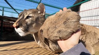 HOW TO TAME COUGAR NALA / Why I don’t go to Pumuch / Lynxes eat an egg