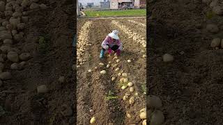 Perché tagliano la pianta prima di raccogliere le patate?