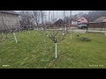 Al Treilea An în Care Curăț Această Livada