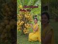 Golden Coconut Tree Cinematic View 🌴🥥#shorts #sarnaviral #shorts##ViralShorts
