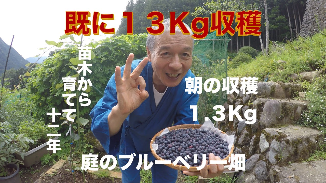 Total Harvest Over 15kg! My Backyard Blueberry Patch Grown from