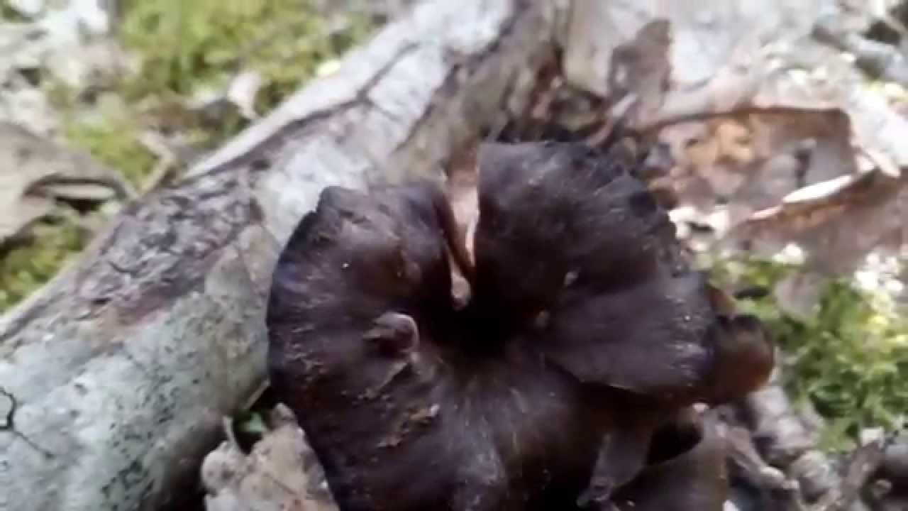 Ashen Chanterelle - Cantharellus cinereus