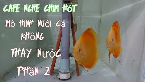 mô hình nuôi cá đĩa không thay nước.phần 2