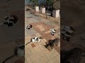 Смешные Кошки😸 Funny Cats🐱 Gatos Graciosos😻 Lustige Katzen😹 Chats Drôles🐈 面白い猫😺 Kucing Lucu🐆 웃긴 고양이🐅