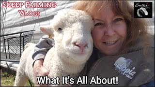 Discover The Beauty Of Sheep Farming: Ewetopia Farms Vlog by Ewetopia Farms 1,575 views 1 month ago 33 minutes