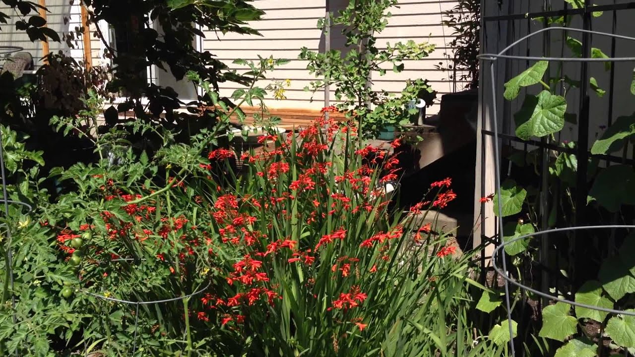 Hummingbird 벌새를 만나다 YouTube