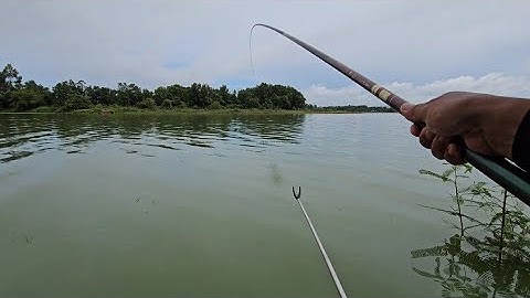 Câu đài tự nhiên tiếp tục săn cá rô phi tự nhiên hồ trị an  | câu cá tự nhiên 