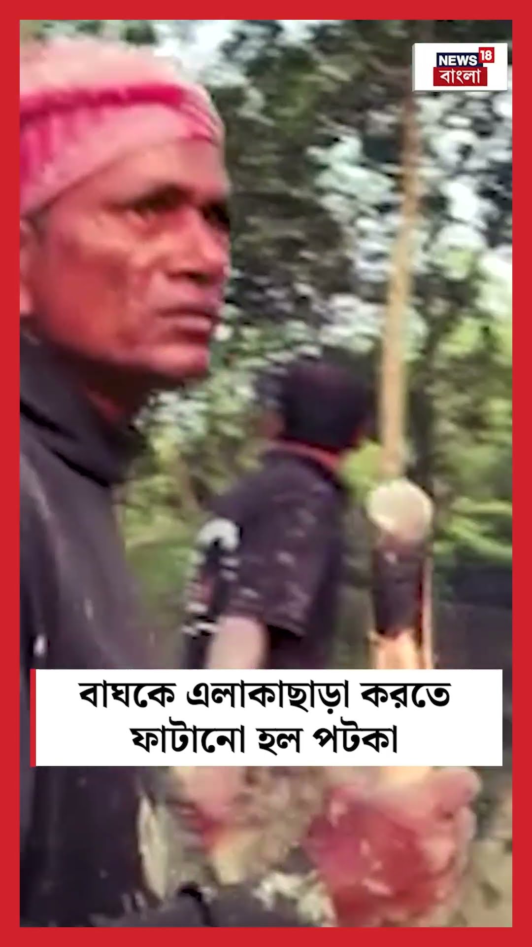Kultali তে বাঘকে এলাকাছাড়া করতে ফাটানো হল পটকা #shorts