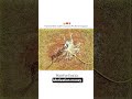 #cricketlover #viral #viral #motivationalquotes #motivation #love #viralshort #viralvideo