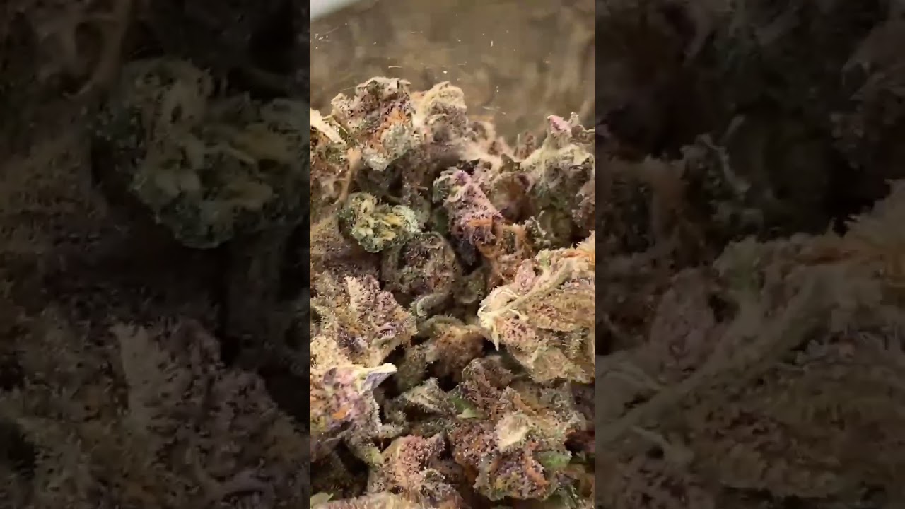 White Russian Strain