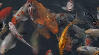 Quick 5 Minute Meditation  Lovely Pond, Soft Soothing Music, Relaxing  Ambience screenshot 2