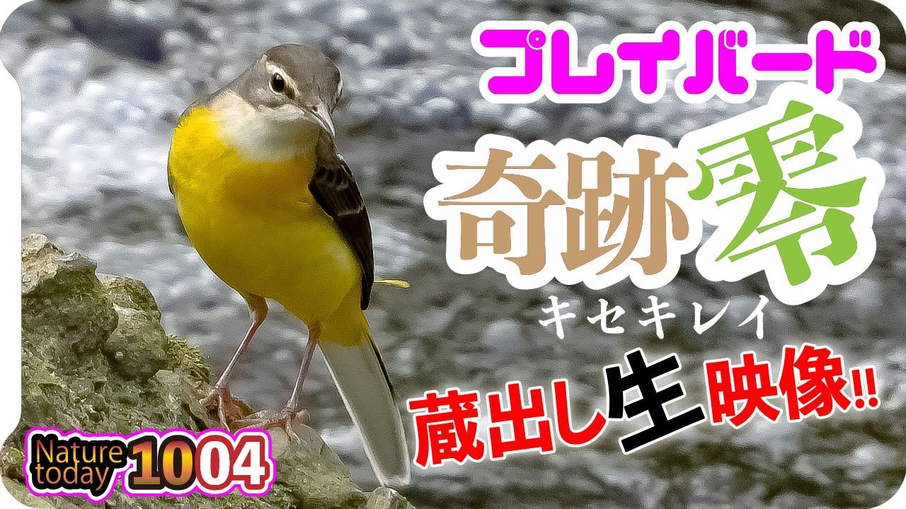 1004 蔵出し生映像 キセキレイきれい 鳴き声と縄張り争い カルガモ スズメとハクセキレイの水浴び 秋の花達とチョウセンカマキリ コンデジ野鳥撮影 身近な生き物語 キセキレイ ハクセキレイ Youtube 1004 蔵出し生映像 キセキレイきれい 鳴き声と縄張り争い カルガモ スズメとハクセキレイの水浴び 秋の花達とチョウセンカマキリ コンデジ野鳥撮影 身近な生き物語 キセキレイ ハクセキレイ Youtube