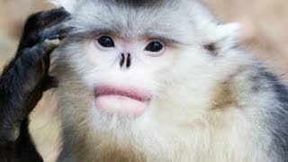 РИНОПИТЕК - безносая обезьяна с большими губами