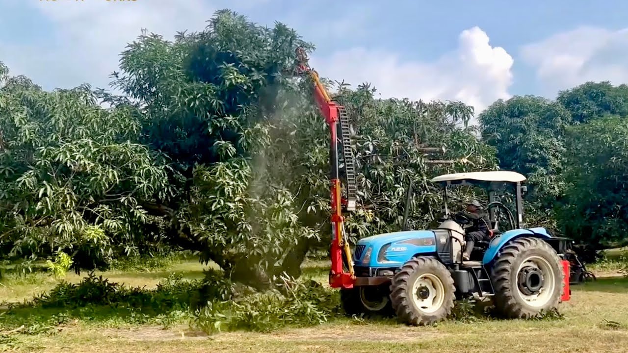 Another First Time Makikita! ORCHARD PRUNER: Mabilis, Efficient, Pruning 200 Mango Tress per Day