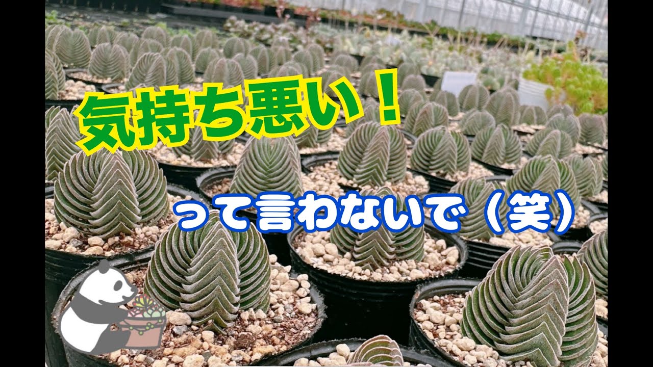 Succulents] Don't say 