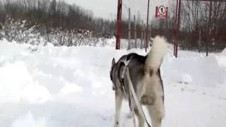 Snow day Husky Ron  (Mece) by Ellany Ipša - Border Collie Hyper Paw kennel 9,731 views 11 years ago 2 minutes, 30 seconds