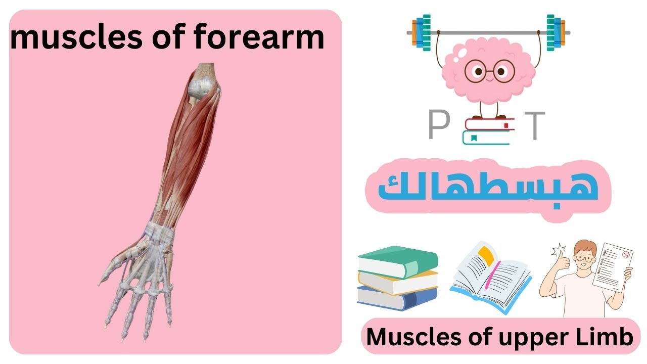 muscles of forearm #upper_limb_هبسطهالك