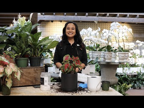 How to Repot Your Plants with Nika Davis - YouTube