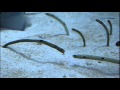 Quarrel with no force. Spotted garden eel fight.世界一迫力の無いケンカ。威嚇し合うチンアナゴ。